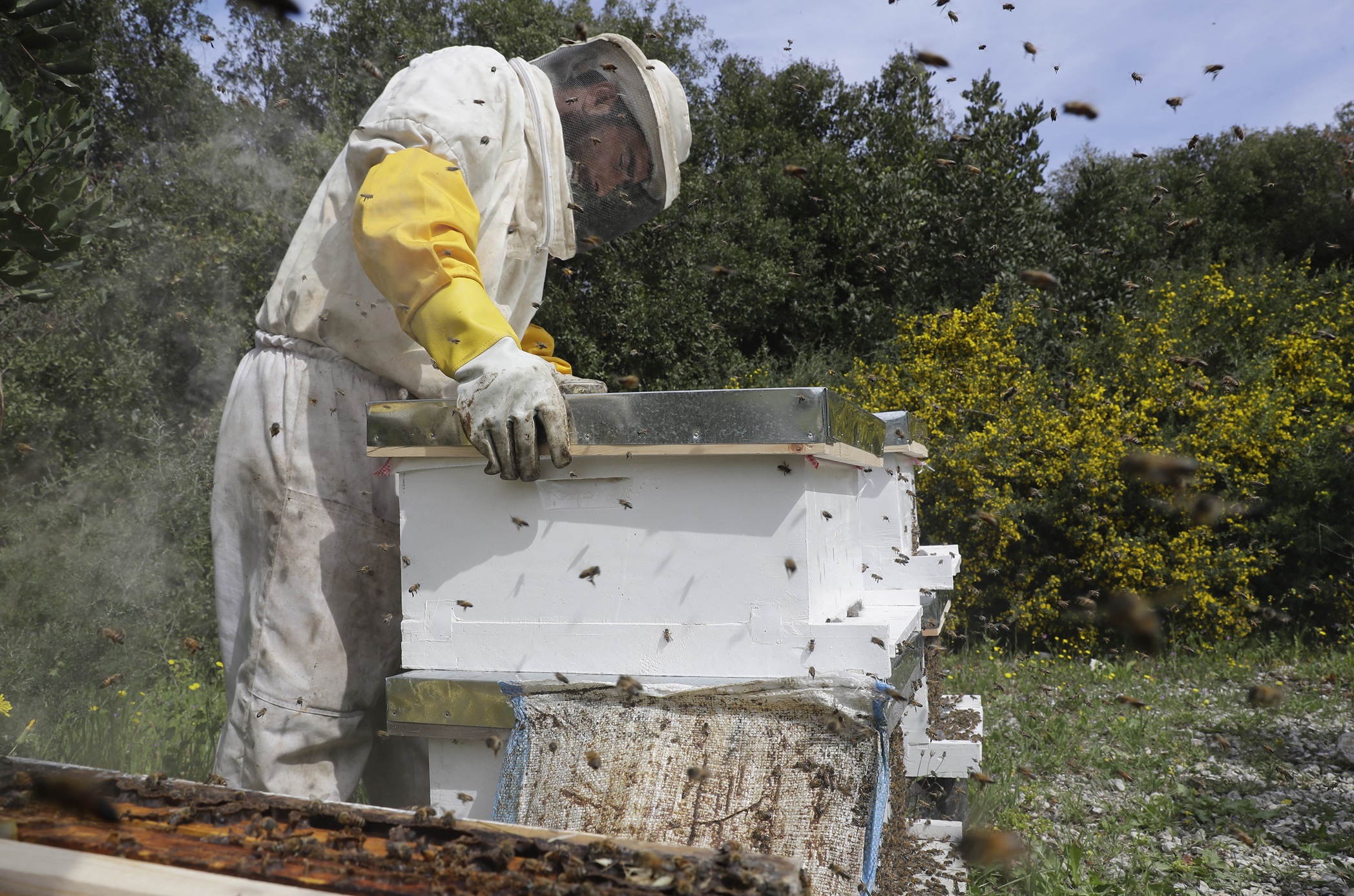 "النحلة اللبنانية" في خطر: صراع للبقاء وتناقص العسل