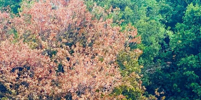 كارثة بيئية غير مسبوقة... زلزال اليباس يهز أحراج لبنان